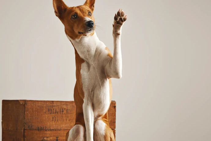 4 Fun & Useful Tricks To Teach Your Dog