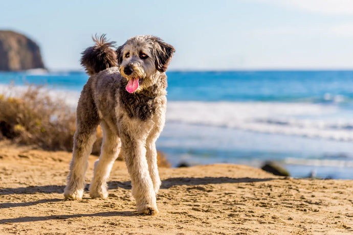 What Are the Most Popular Designer Dog Breeds?